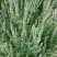 大叶荆芥种子四季阳台盆栽罗勒香料种子生调做汤荆芥种籽蔬菜