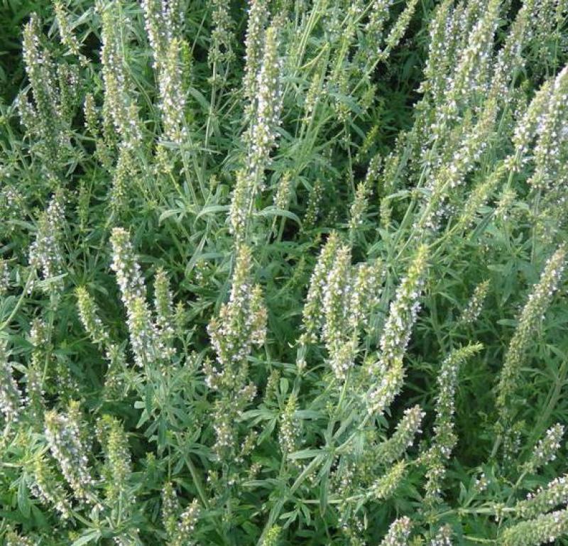 大叶荆芥种子四季阳台盆栽罗勒香料种子生调做汤荆芥种籽蔬菜