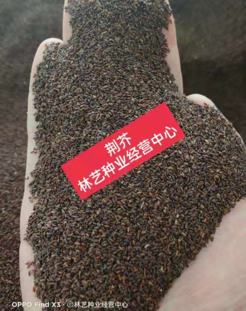 大叶荆芥种子四季阳台盆栽罗勒香料种子生调做汤荆芥种籽蔬菜