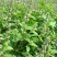 大叶荆芥种子四季阳台盆栽罗勒香料种子生调做汤荆芥种籽蔬菜
