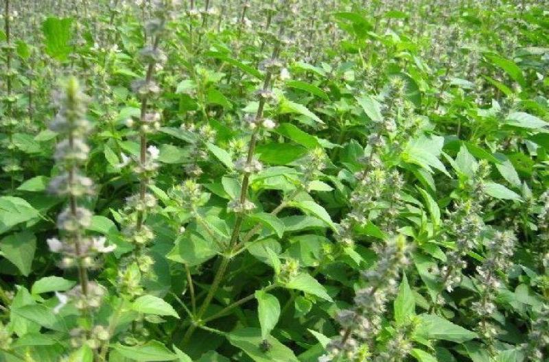 大叶荆芥种子四季阳台盆栽罗勒香料种子生调做汤荆芥种籽蔬菜