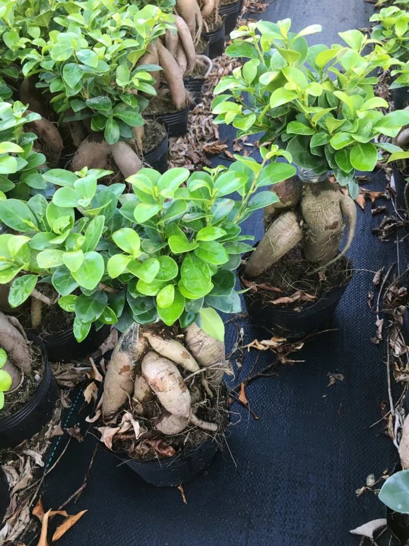 人参榕盆景一手货源，量大从优货物保证新鲜