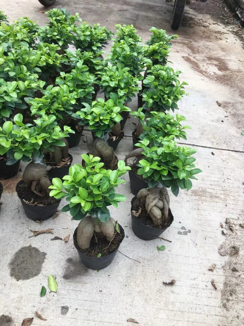 人参榕盆景一手货源，量大从优货物保证新鲜