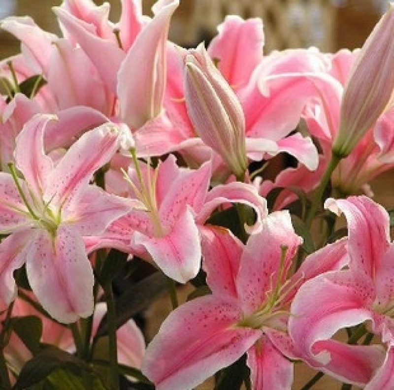 香水百合种球带芽耐寒四季盆栽室内阳台花卉绿植种子百合种球
