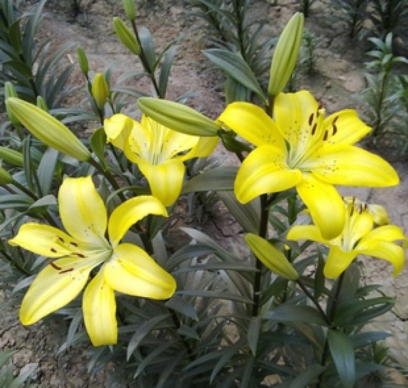 香水百合种球带芽耐寒四季盆栽室内阳台花卉绿植种子百合种球