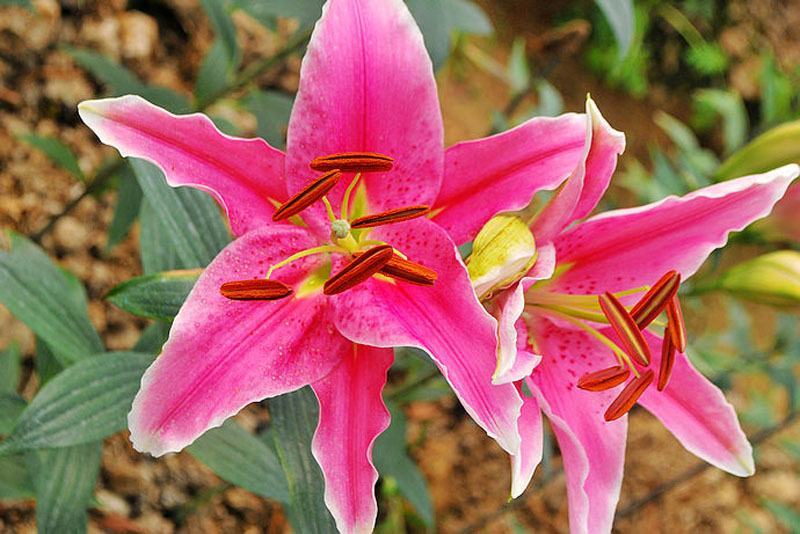 香水百合种球带芽耐寒四季盆栽室内阳台花卉绿植种子百合种球