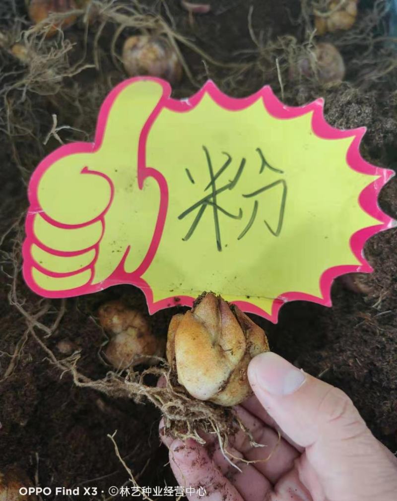 香水百合种球带芽耐寒四季盆栽室内阳台花卉绿植种子百合种球