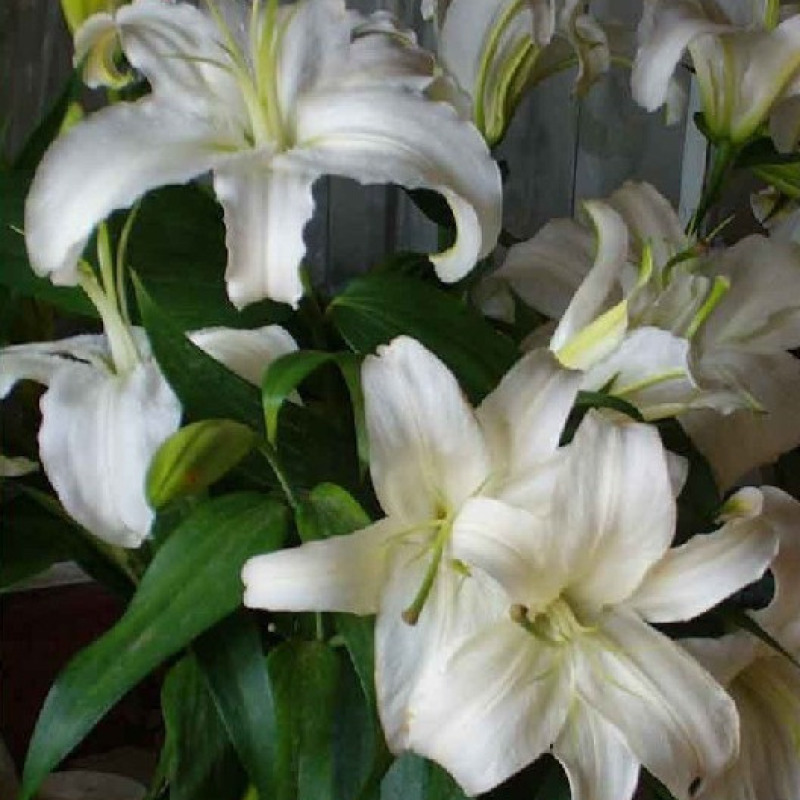 香水百合种球带芽耐寒四季盆栽室内阳台花卉绿植种子百合种球