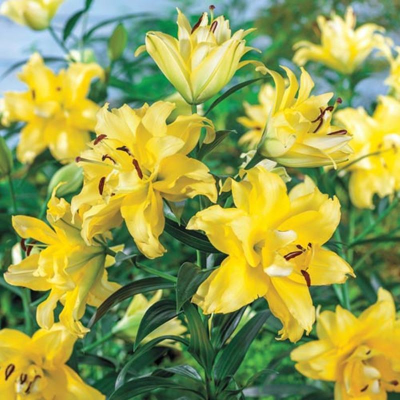 香水百合种球带芽耐寒四季盆栽室内阳台花卉绿植种子百合种球