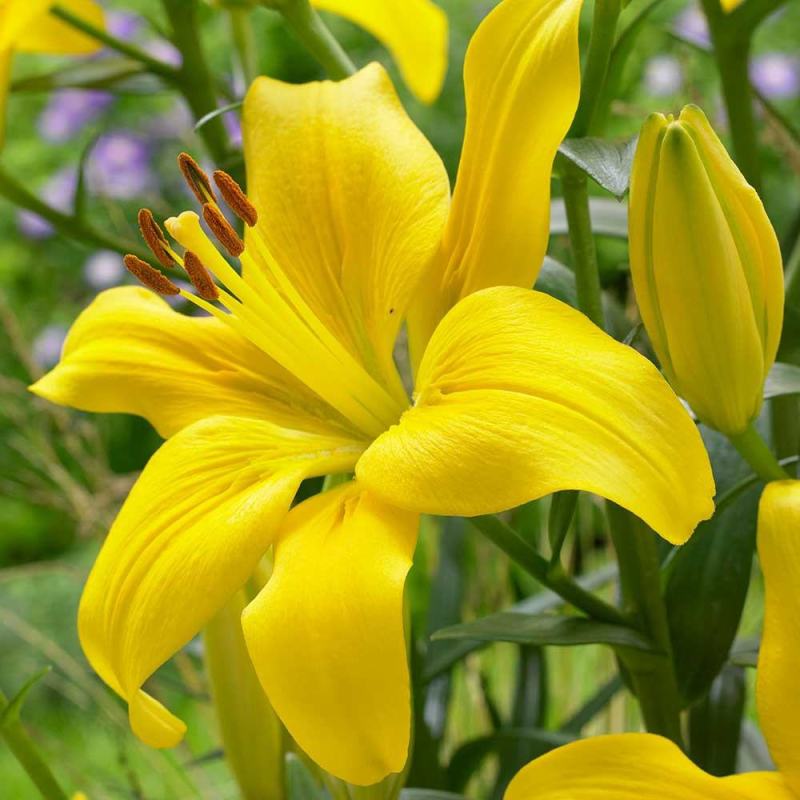 香水百合种球带芽耐寒四季盆栽室内阳台花卉绿植种子百合种球