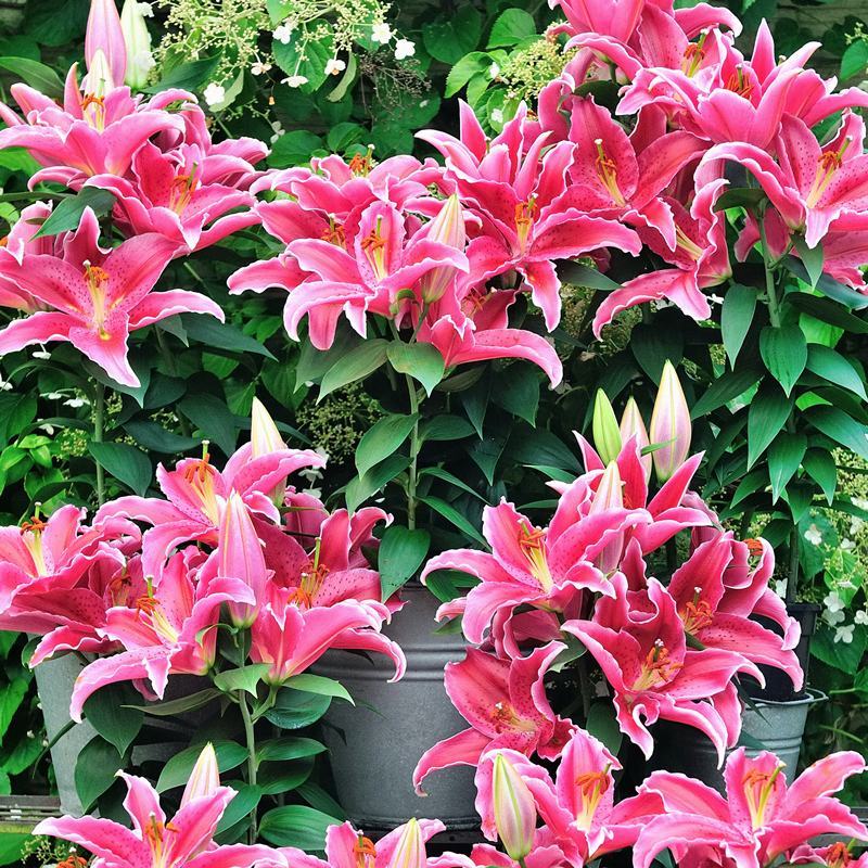 香水百合种球带芽耐寒四季盆栽室内阳台花卉绿植种子百合种球