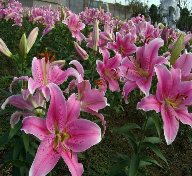 香水百合种球带芽耐寒四季盆栽室内阳台花卉绿植种子百合种球