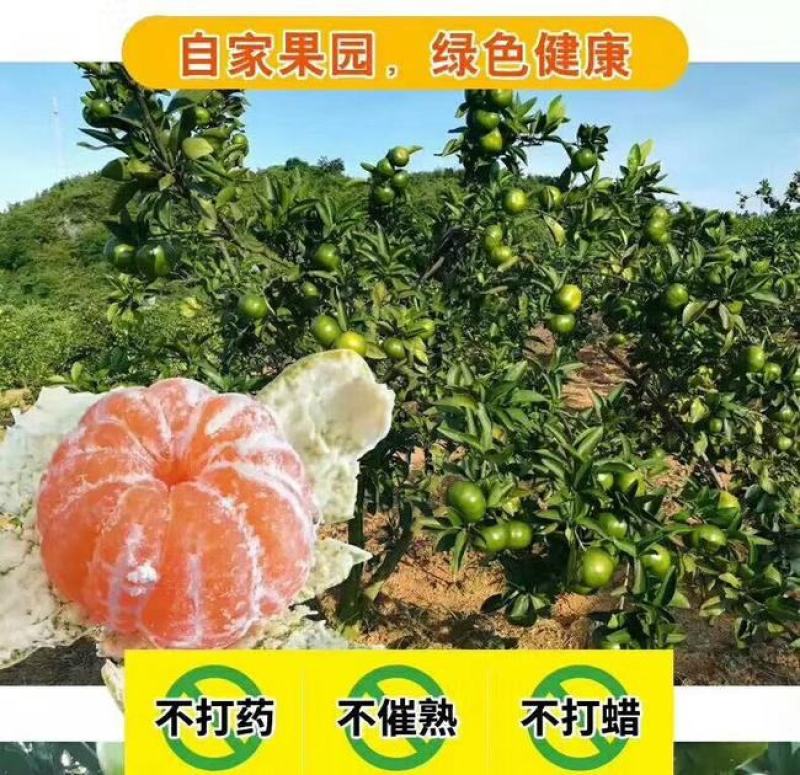 东江湖清江柑橘