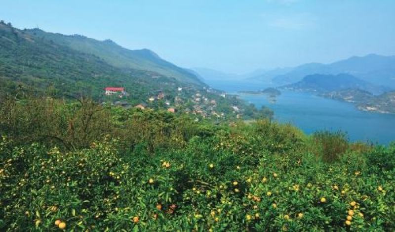东江湖清江柑橘