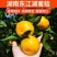 东江湖清江柑橘