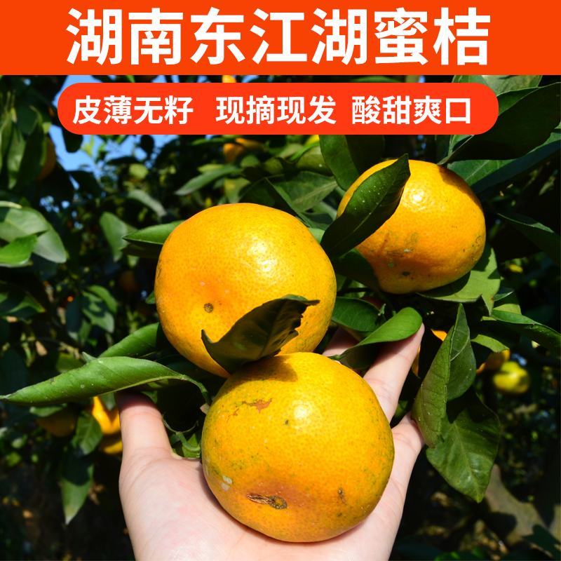 东江湖清江柑橘