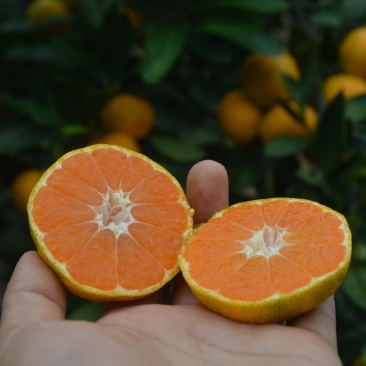 东江湖清江柑橘