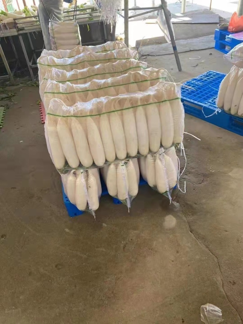 白皮萝卜，产地直发，345排，市场，加工厂大量有货，