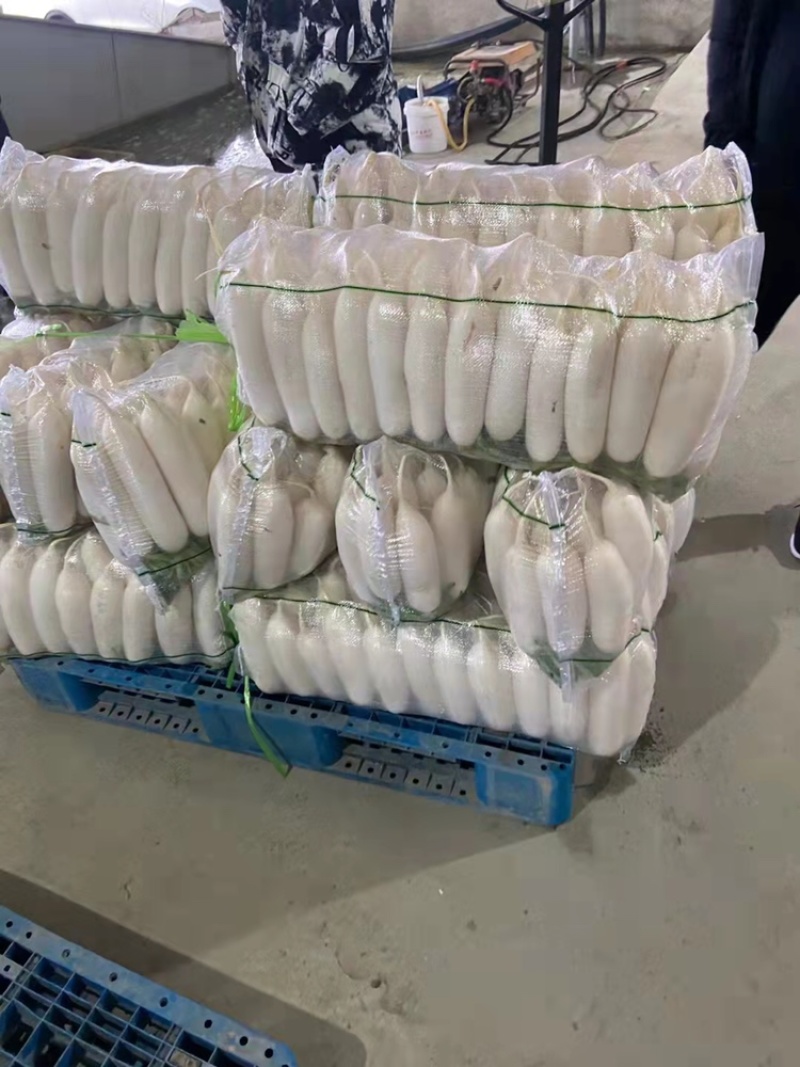 白皮萝卜，产地直发，345排，市场，加工厂大量有货，