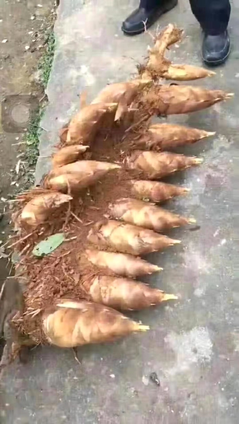野生粟子