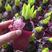 进口风信子种球土培大球荷兰进口盆栽水养水培套装带芽带根种