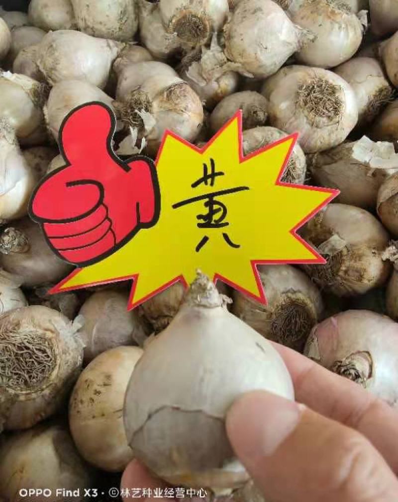 进口风信子种球土培大球荷兰进口盆栽水养水培套装带芽带根种