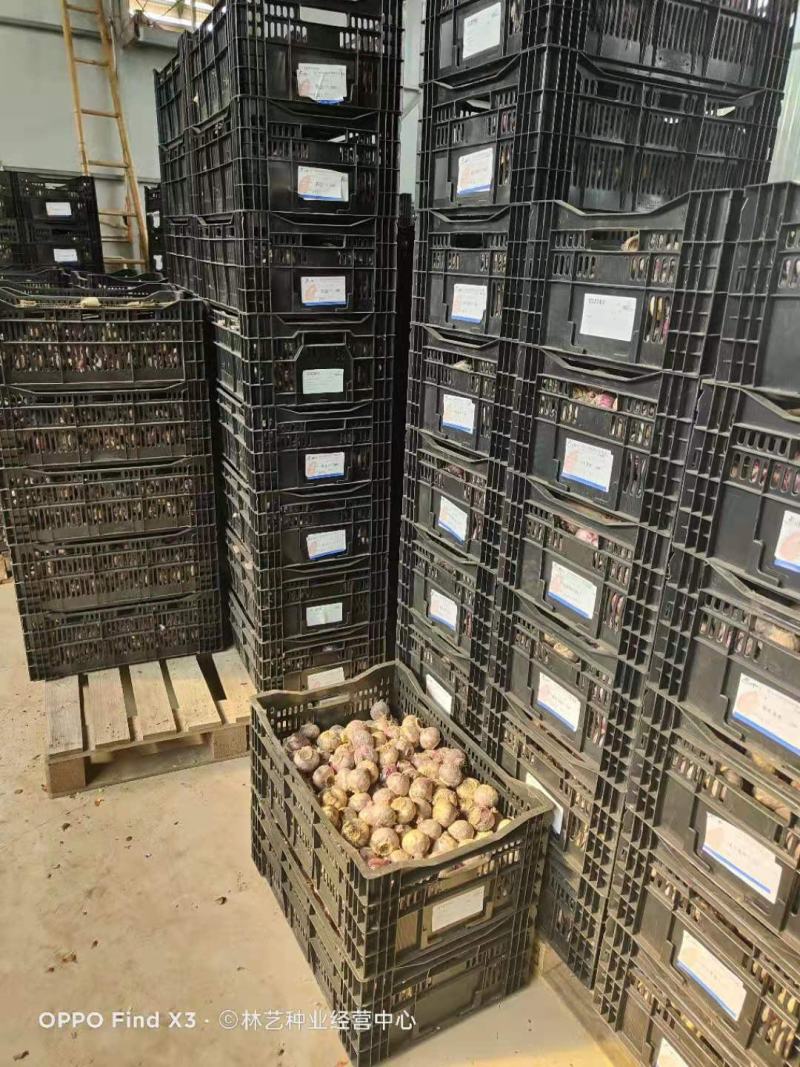 进口风信子种球土培大球荷兰进口盆栽水养水培套装带芽带根种
