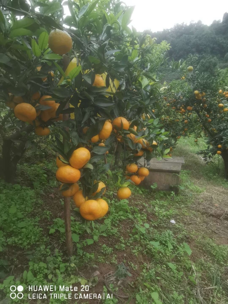 脐橙