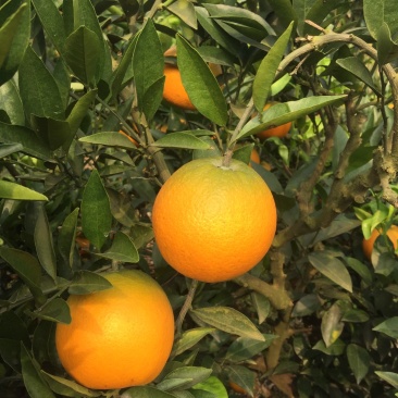 脐橙