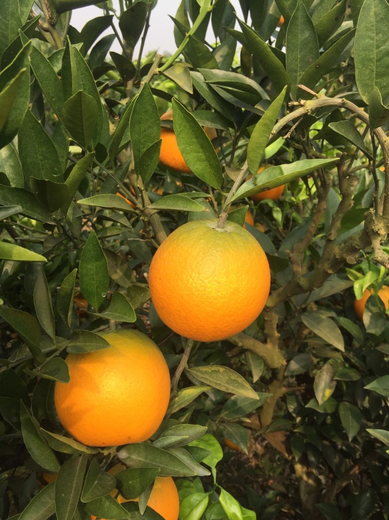 脐橙