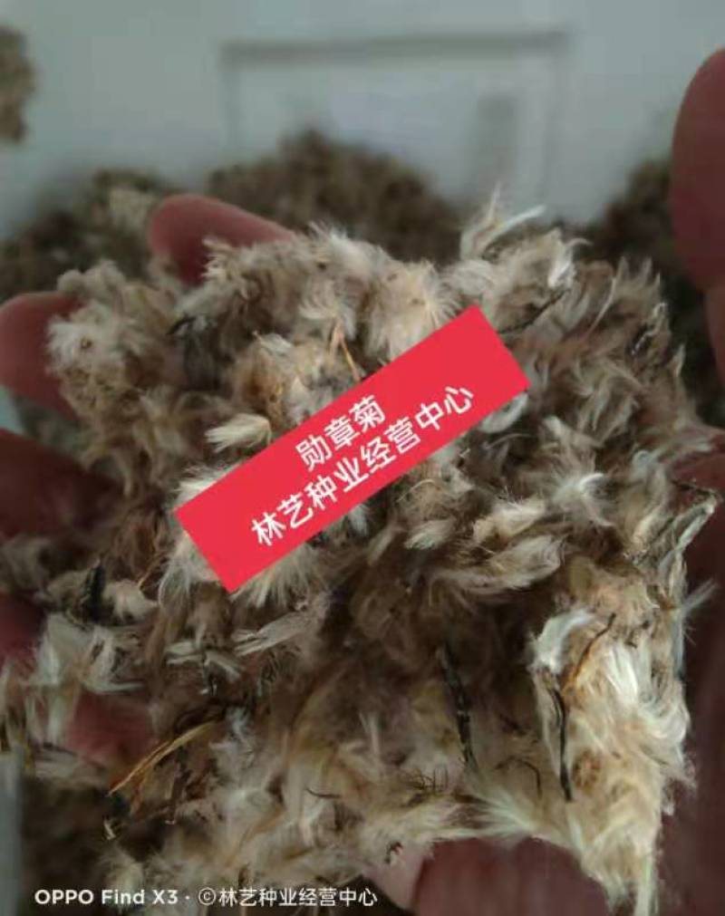 进口勋章菊种子春季易种春播室内阳台盆栽花草花卉种子