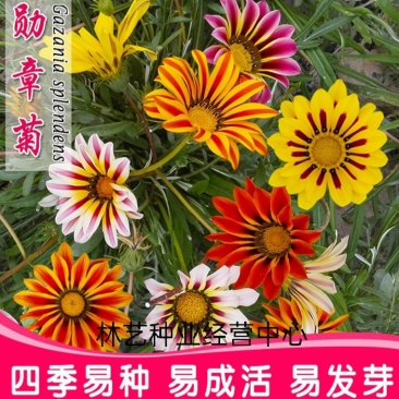 进口勋章菊种子春季易种春播室内阳台盆栽花草花卉种子