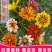 进口勋章菊种子春季易种春播室内阳台盆栽花草花卉种子