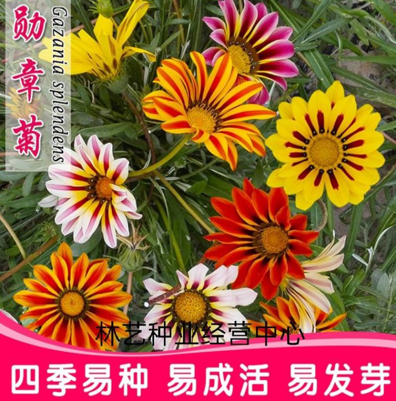 进口勋章菊种子春季易种春播室内阳台盆栽花草花卉种子