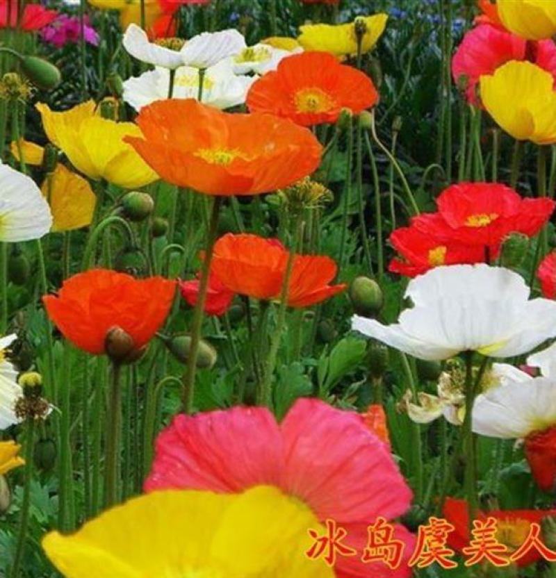 冰岛虞美人种子耐寒耐阴春秋播花种子景观花海易活庭院盆栽