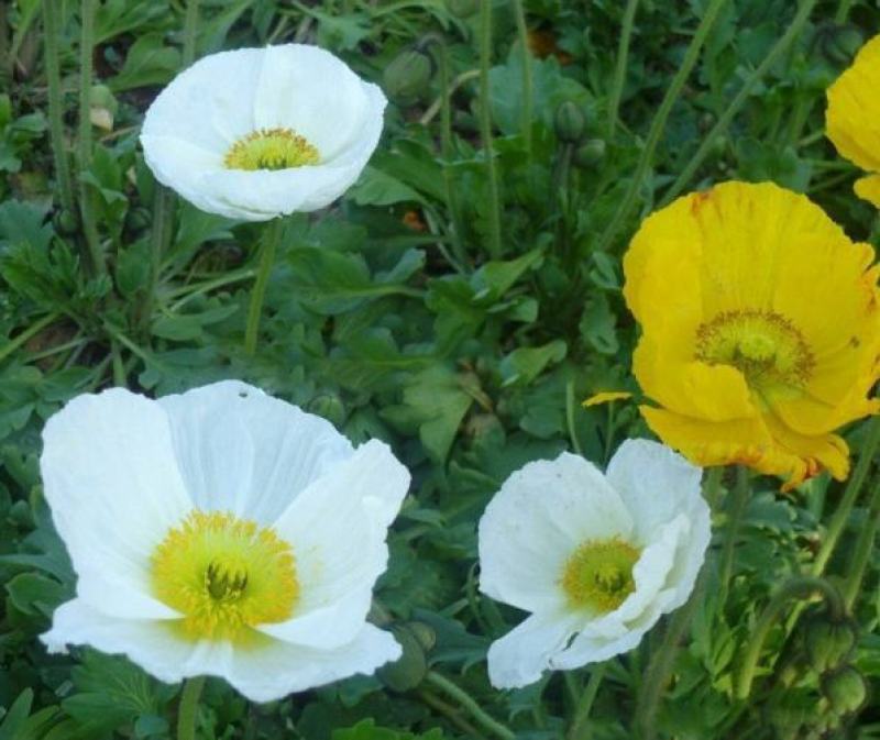 冰岛虞美人种子耐寒耐阴春秋播花种子景观花海易活庭院盆栽