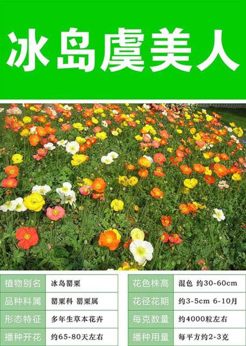 冰岛虞美人种子耐寒耐阴春秋播花种子景观花海易活庭院盆栽
