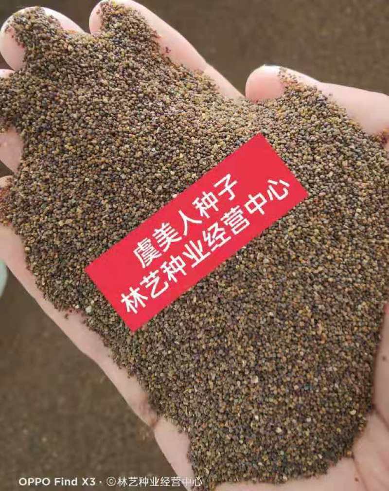 冰岛虞美人种子耐寒耐阴春秋播花种子景观花海易活庭院盆栽