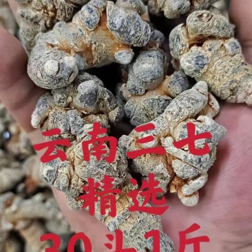 精选云南三七田七一手货源质量保证新货促销