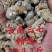 精选云南三七田七一手货源质量保证新货促销