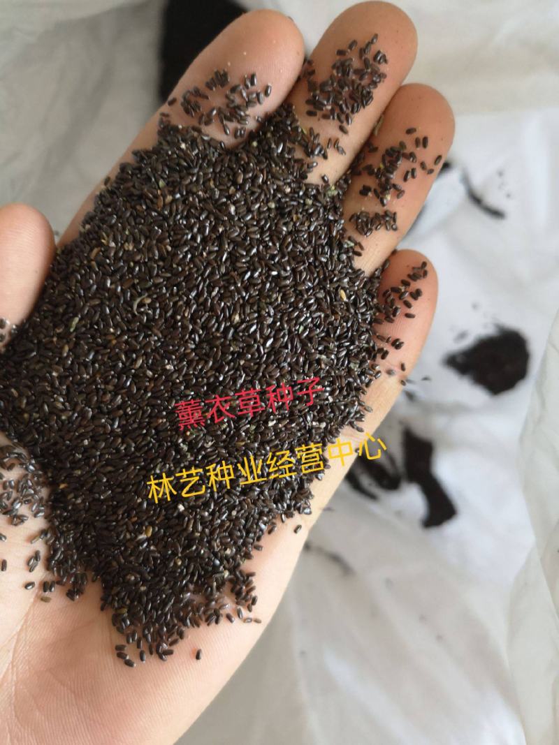 薰衣草种子四季易种薰衣草花种子普罗旺斯熏衣草种子花草香草