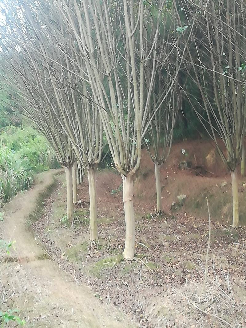 紫微树