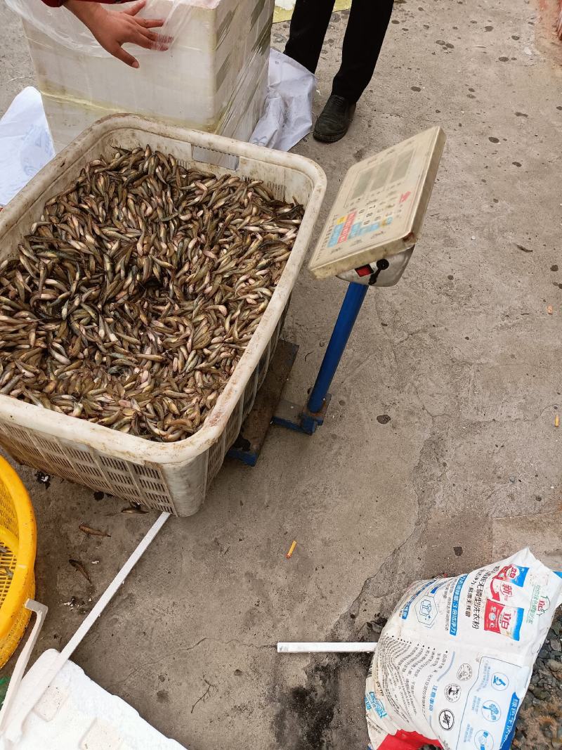 大量供应山坑鱼基地直发一手货源，速冻鲜货包邮