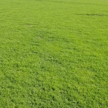 草坪，真草，马尼拉草坪草绿化工程庭院别墅适用，自产自销