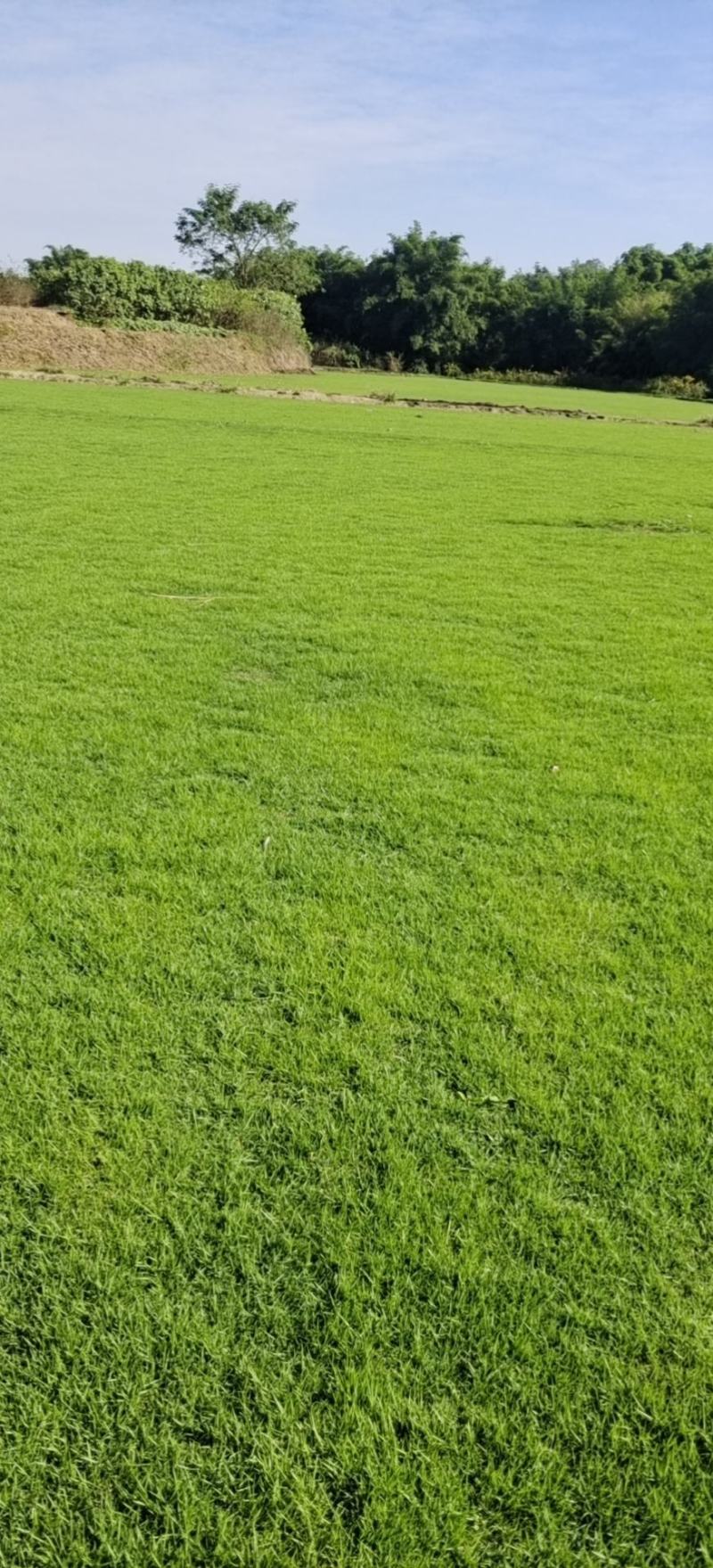 草坪，真草，马尼拉草坪草绿化工程庭院别墅适用，自产自销