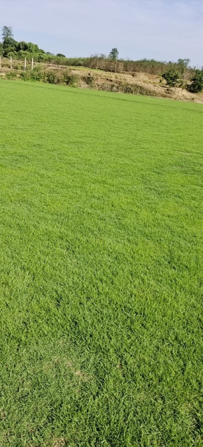 草坪，真草，马尼拉草坪草绿化工程庭院别墅适用，自产自销