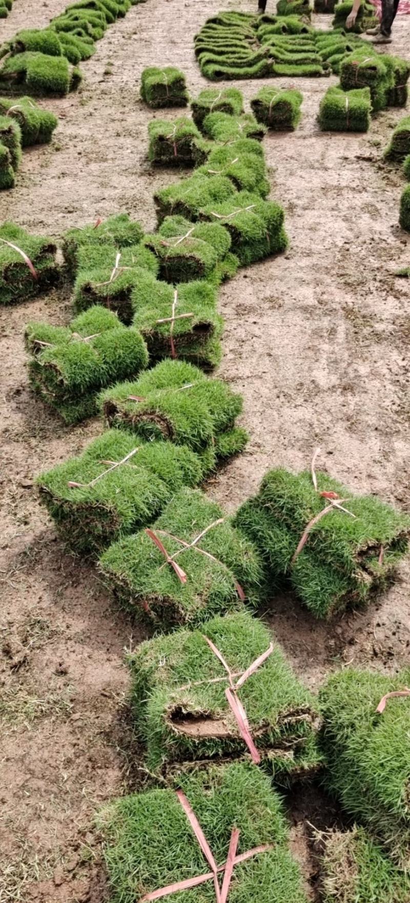草坪，真草，马尼拉草坪草绿化工程庭院别墅适用，自产自销