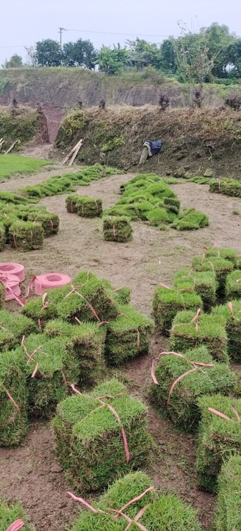 草坪，真草，马尼拉草坪草绿化工程庭院别墅适用，自产自销