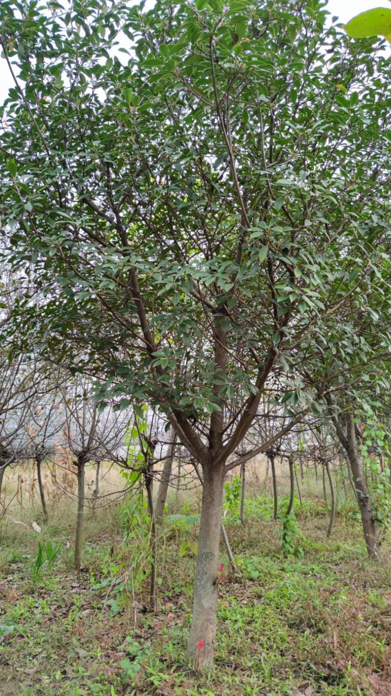 红叶石楠石楠球树