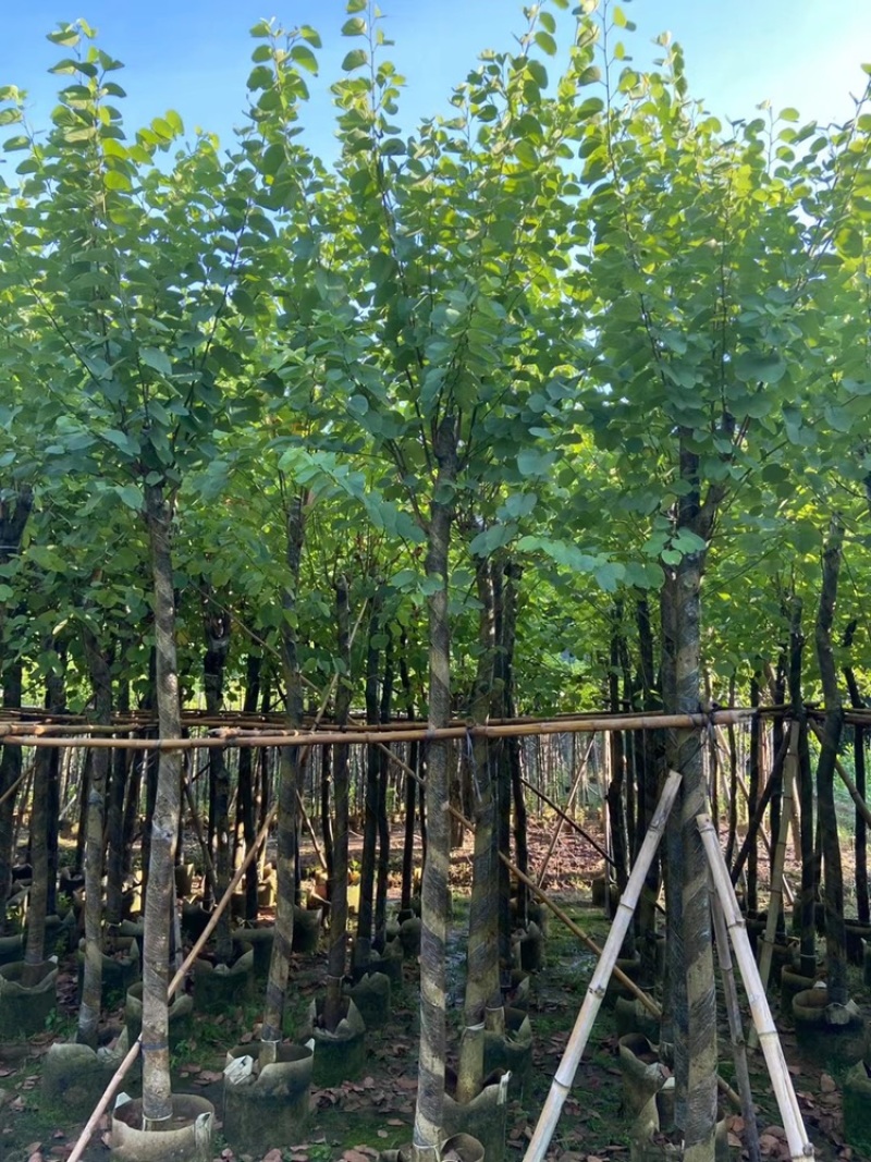 5-6-7-8-9-10公分宫粉紫荆宫粉紫荆袋苗